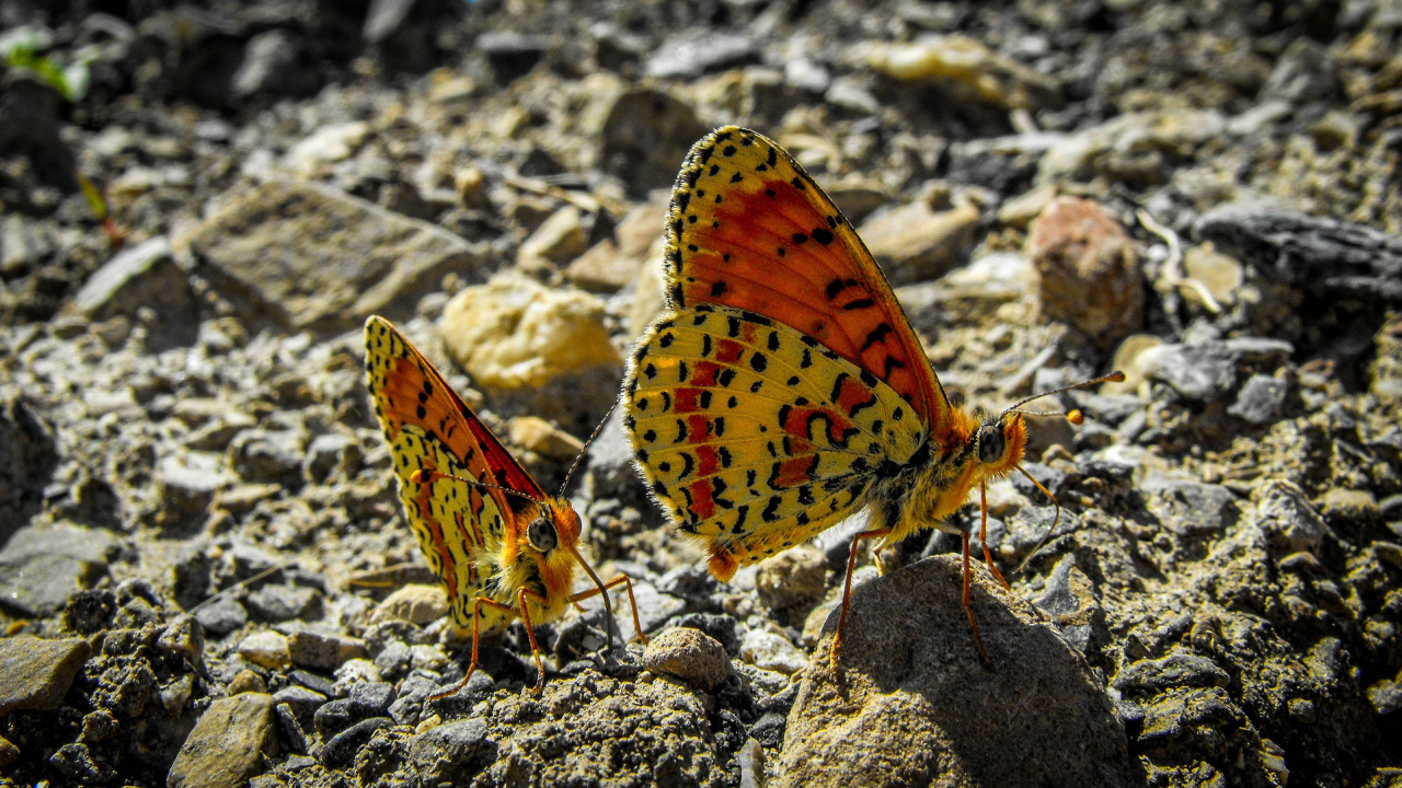 Две бабочки сидят на камне крупным планом