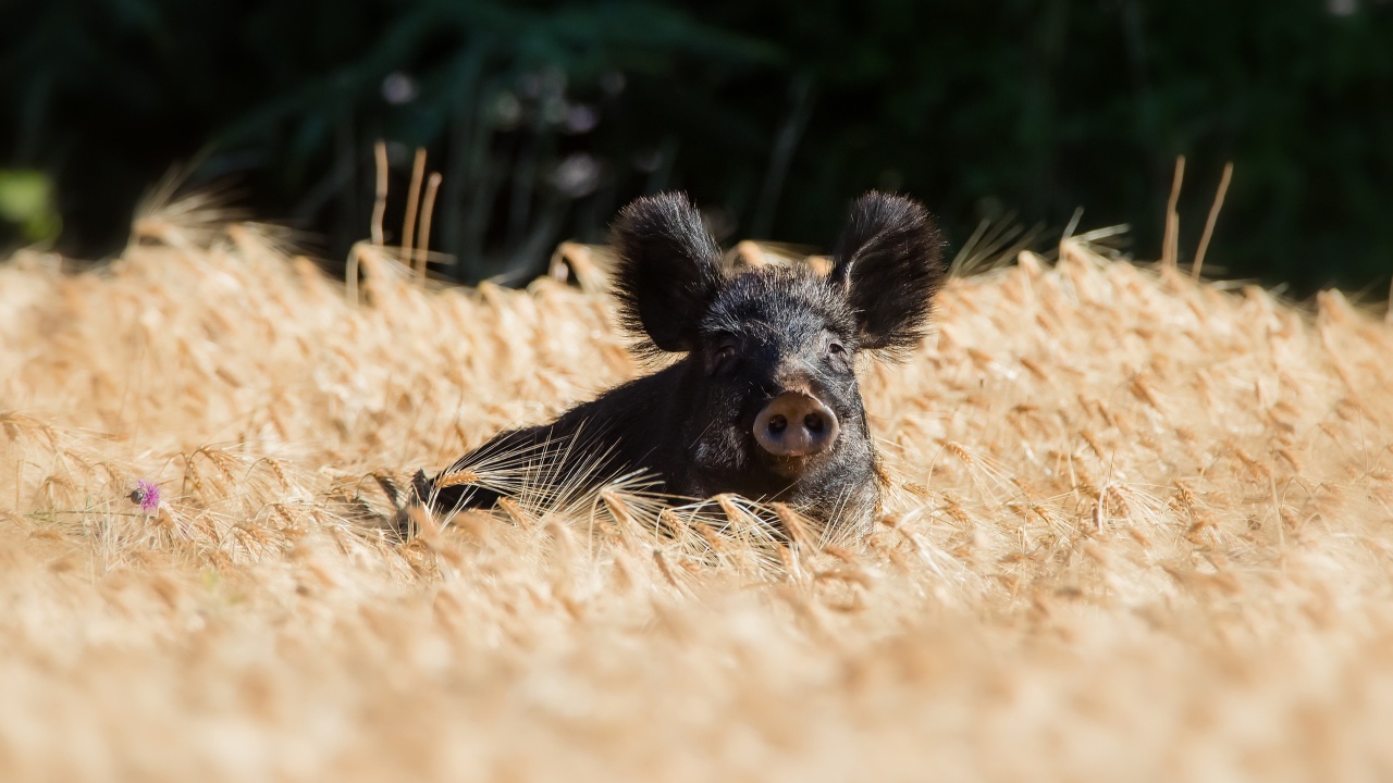 Черный поросенок стоит на поле пшеницы
