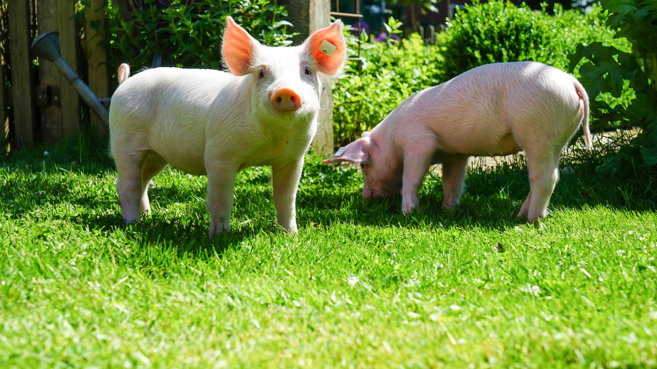 Два забавных розовых поросенка на зеленой траве