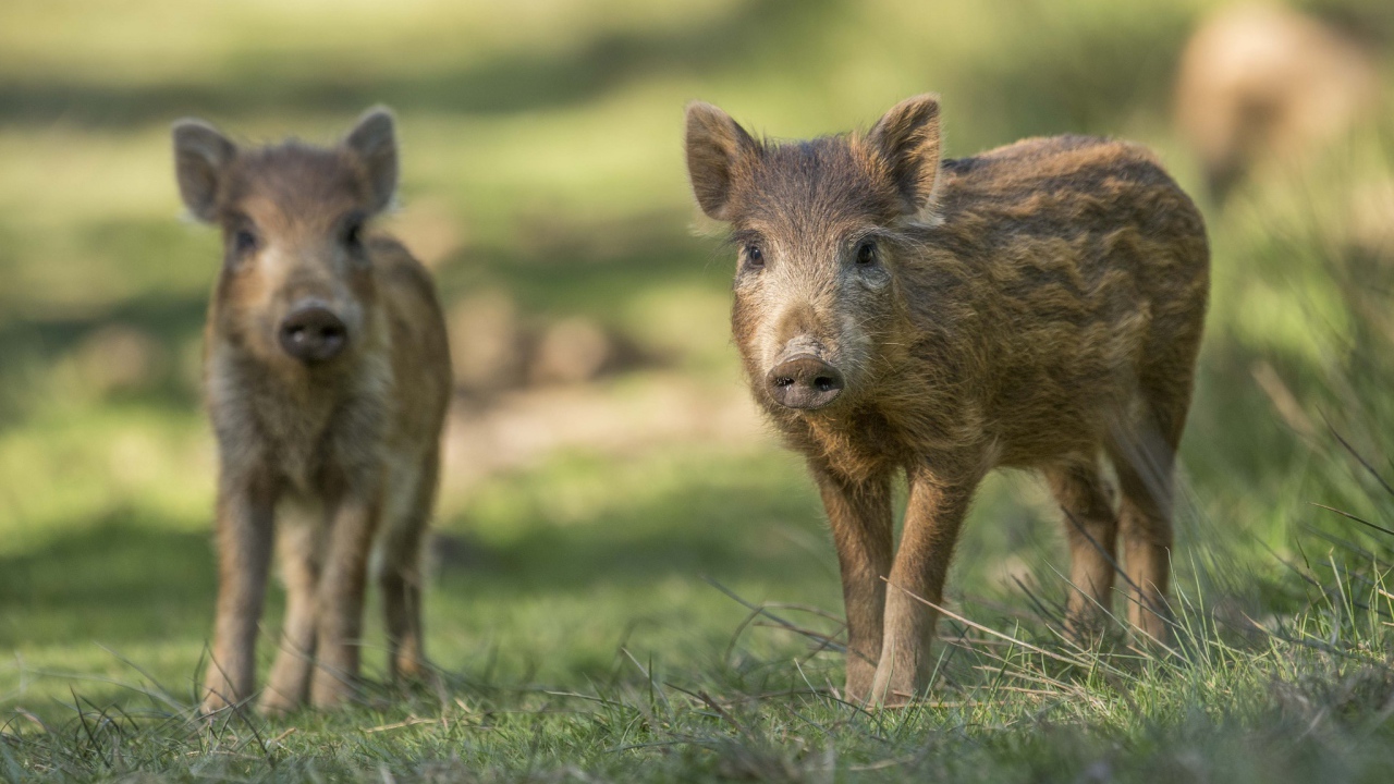 Две маленькие дикие свиньи стоят на зеленой траве