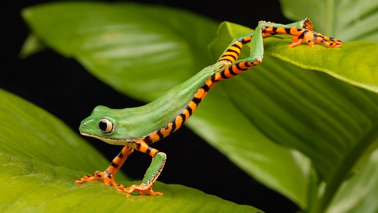 Зеленая лягушка с большими глазами сидит на листе