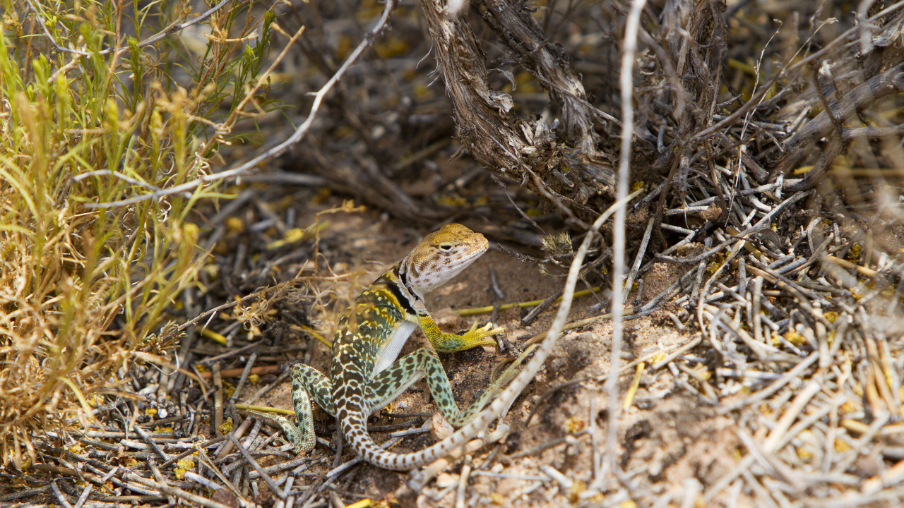 Ошейниковая пустынная игуана в сухих ветках