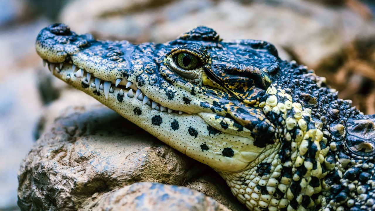 Крокодил отдыхает на камне 