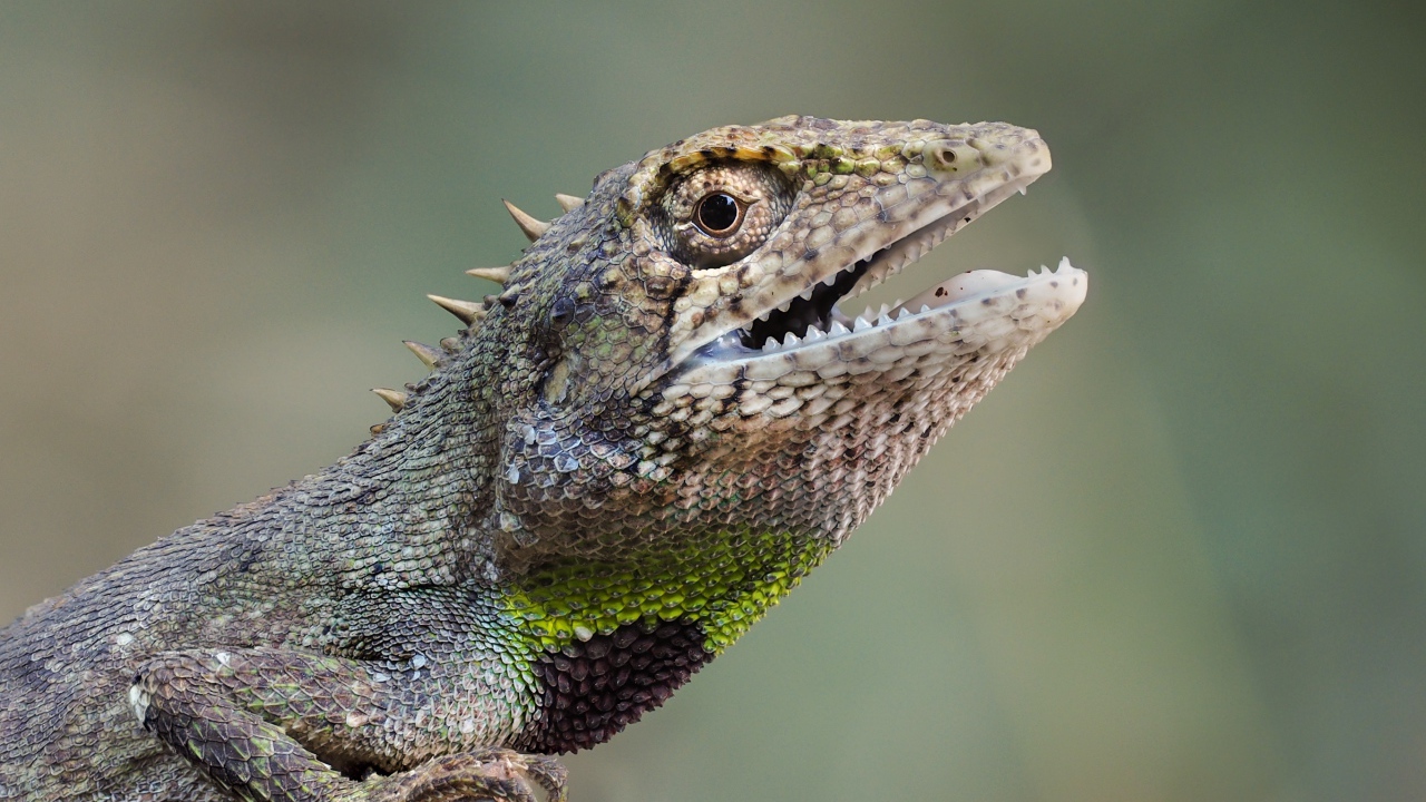 Ящерица с открытым ртом сидит на скале