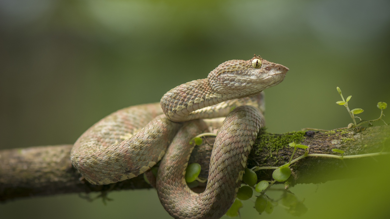 Ядовитая змея цепкохвостый ботропс Шлегеля на ветке дерева