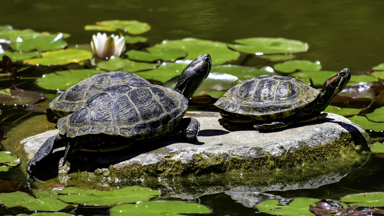Две черепахи сидят на камне в водоеме