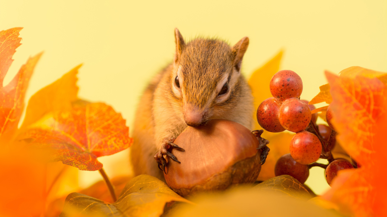 Маленькая рыжая белка грызет орех в желтых листьях