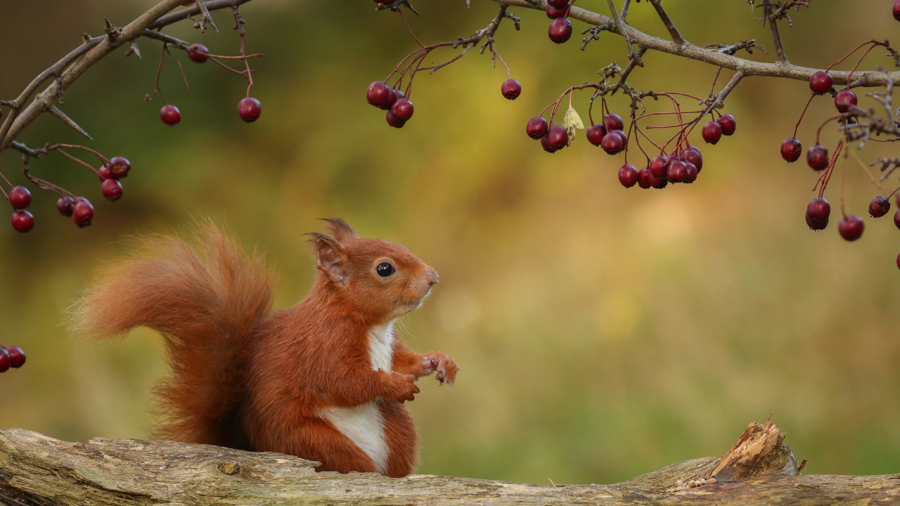 Маленькая белка сидит на ветке с красными ягодами