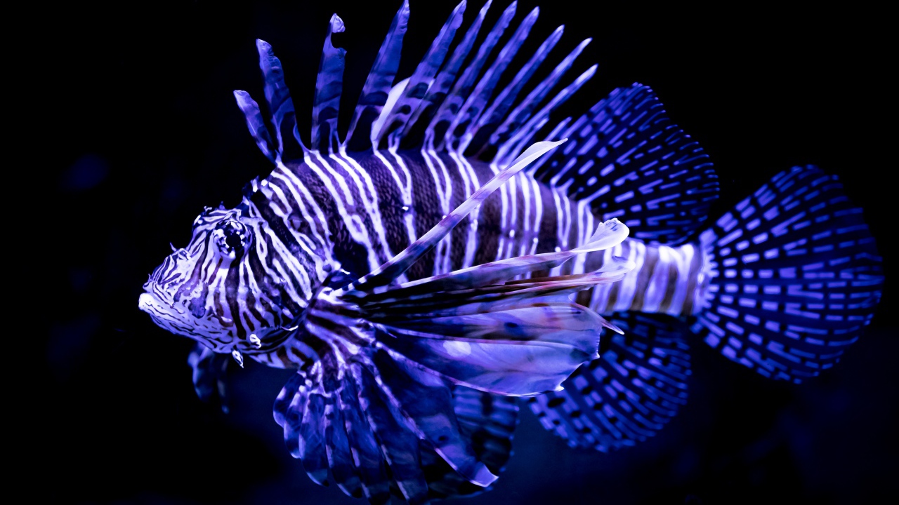 Яркая расцветка рыбы крылатки 