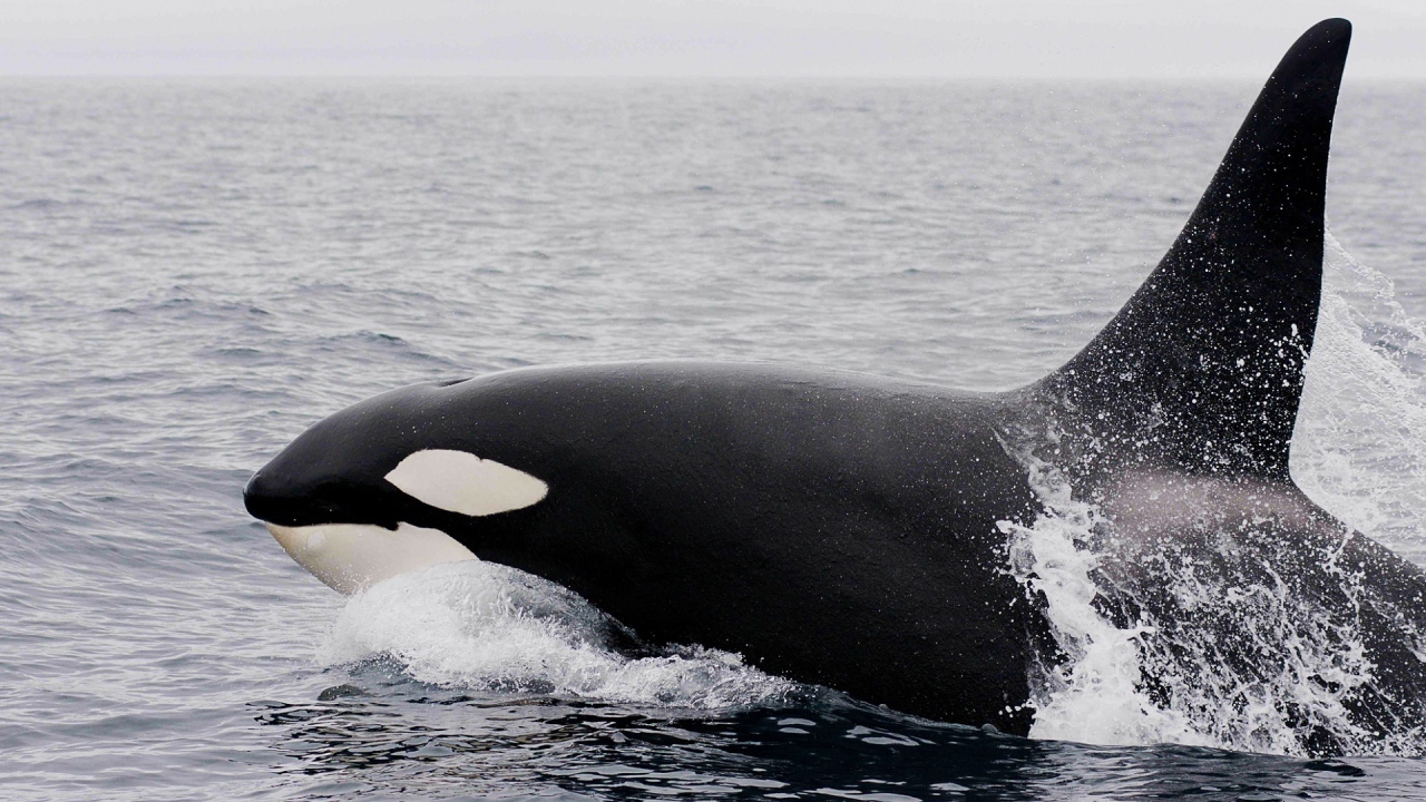 Большая касатка в воде 
