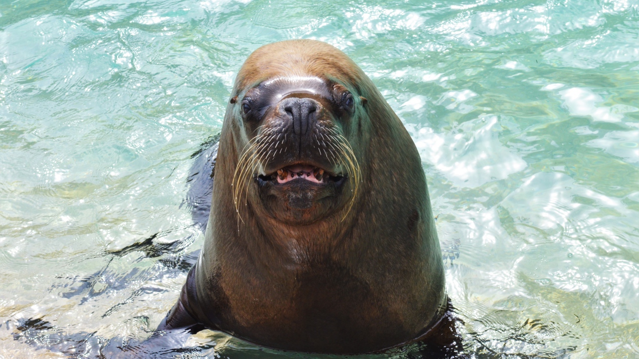 Веселый морской лев в воде 