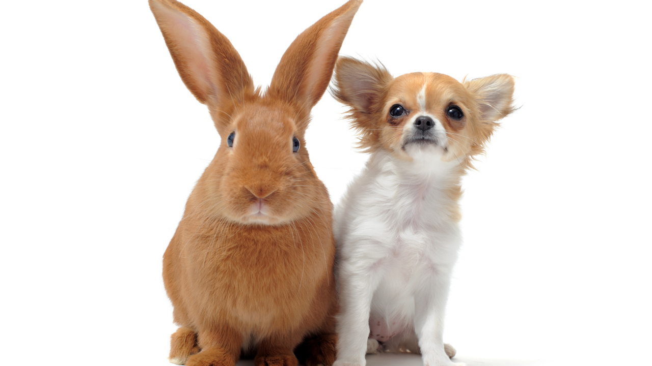 Большой рыжий кролик и чихуахуа на белом фоне