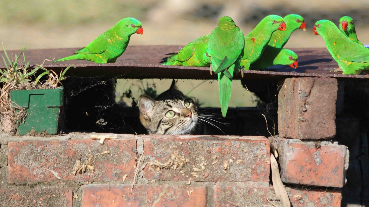 Серый кот следит за зелеными попугаями