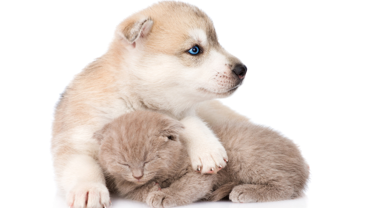 Маленький голубоглазый щенок хаски с котенком на белом фоне