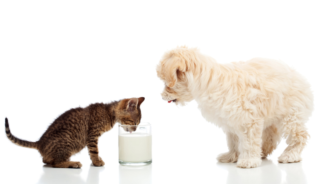 Маленькие друзья котенок и щенок пьют молоко из стакана