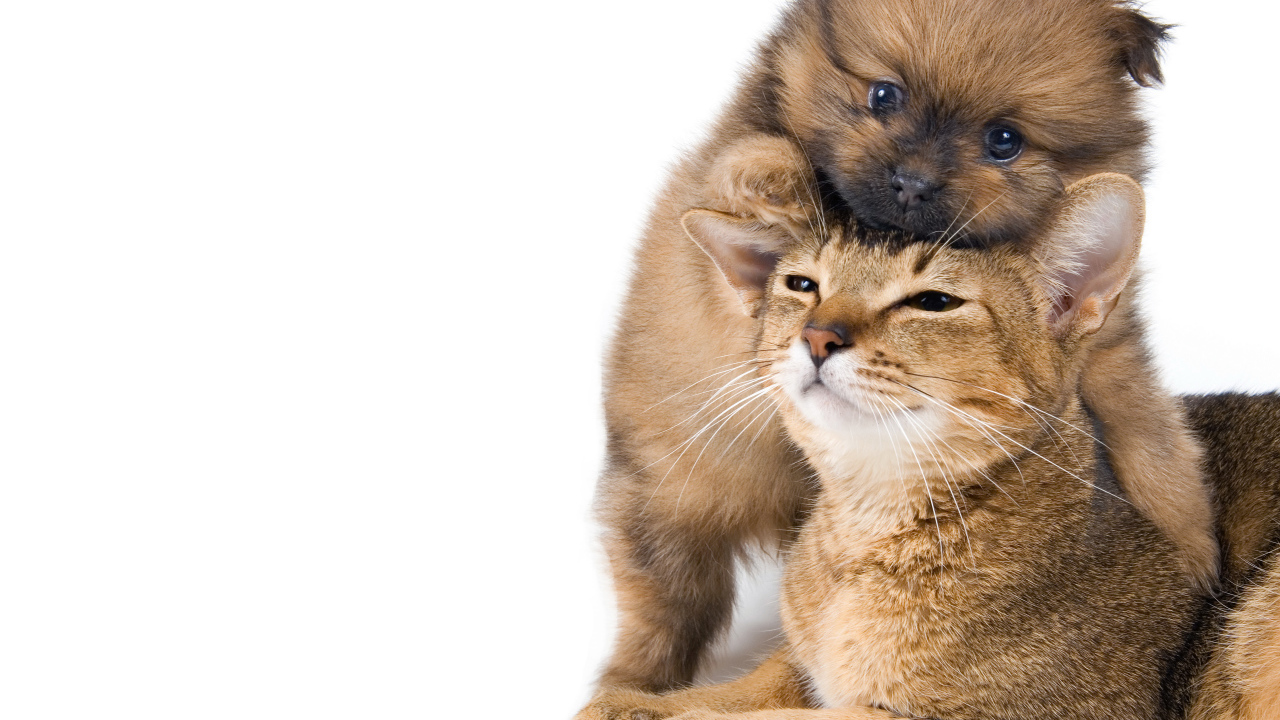 Маленький щенок играет с котом на белом фоне 