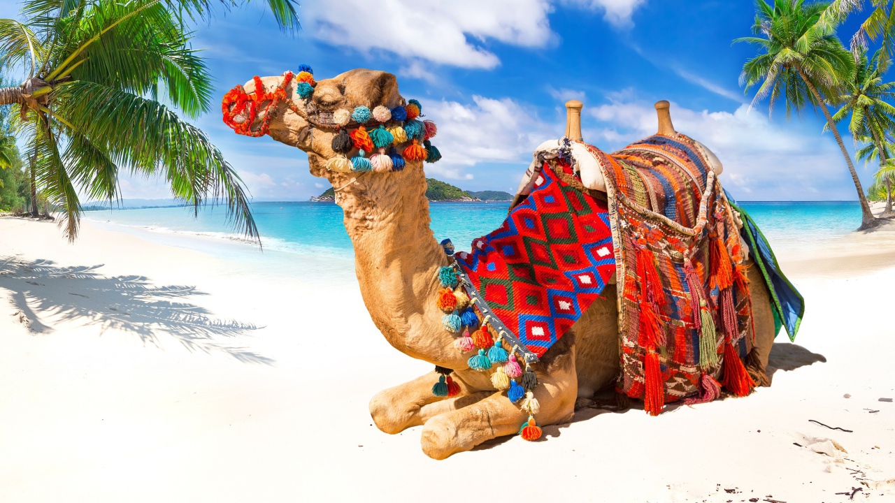 Верблюд лежит на белом песке под красивым голубым небом в тропиках