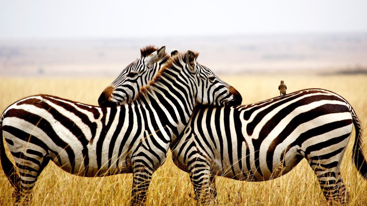 Две полосатые зебры в сухой траве 