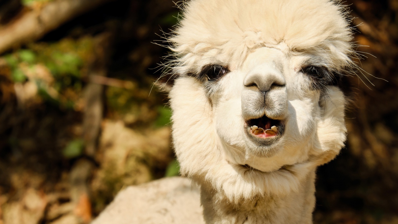 Белый детеныш Альпака