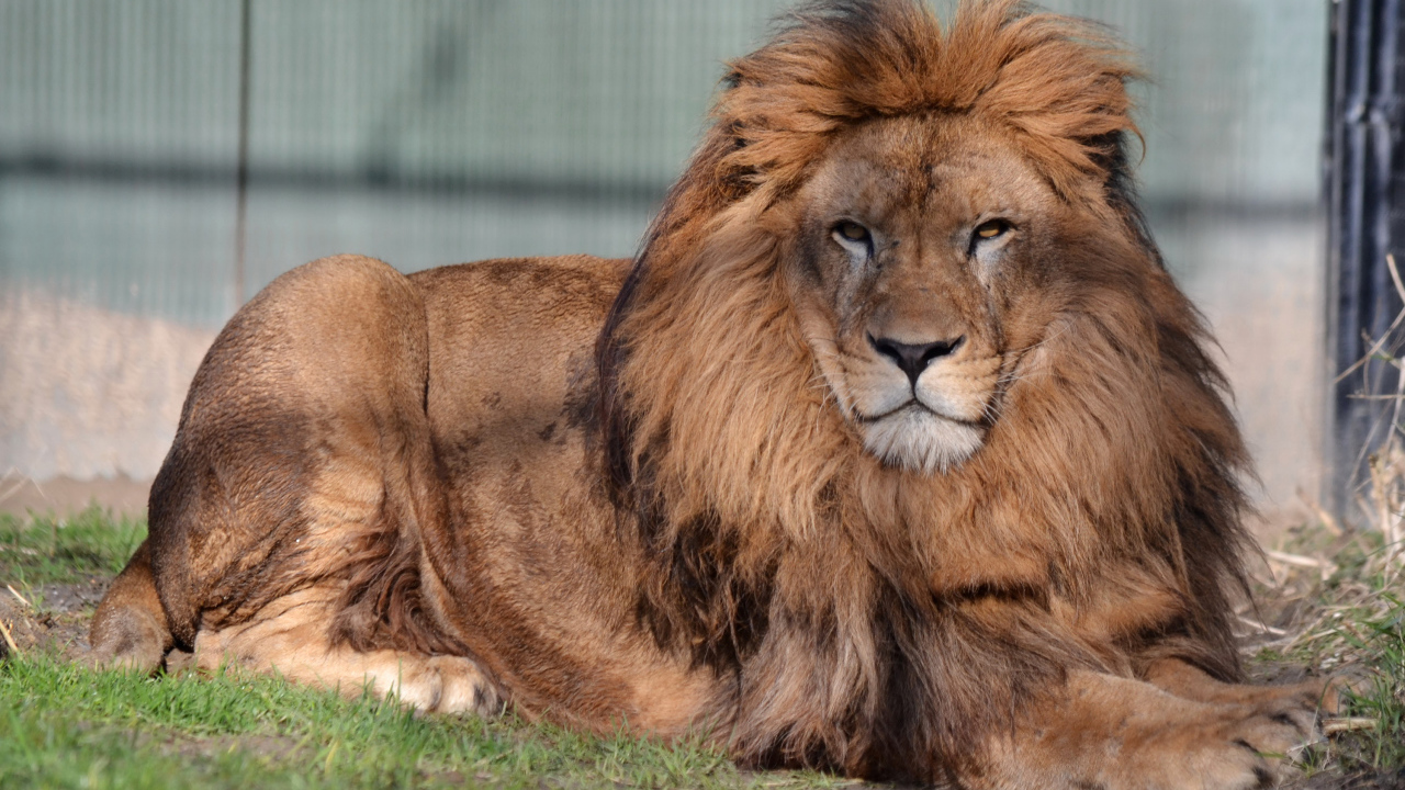 Большой лев с серьезной мордой