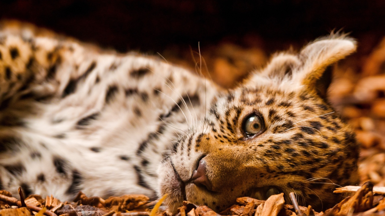 Маленький грустный ягуар