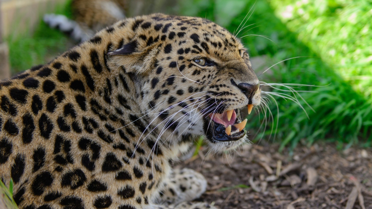Агрессивный оскал леопарда