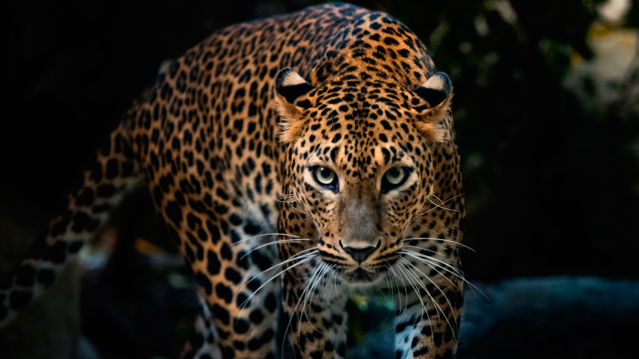 Красивый грациозный ягуар 