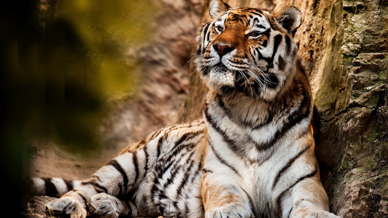 Большой красивый тигр отдыхает 