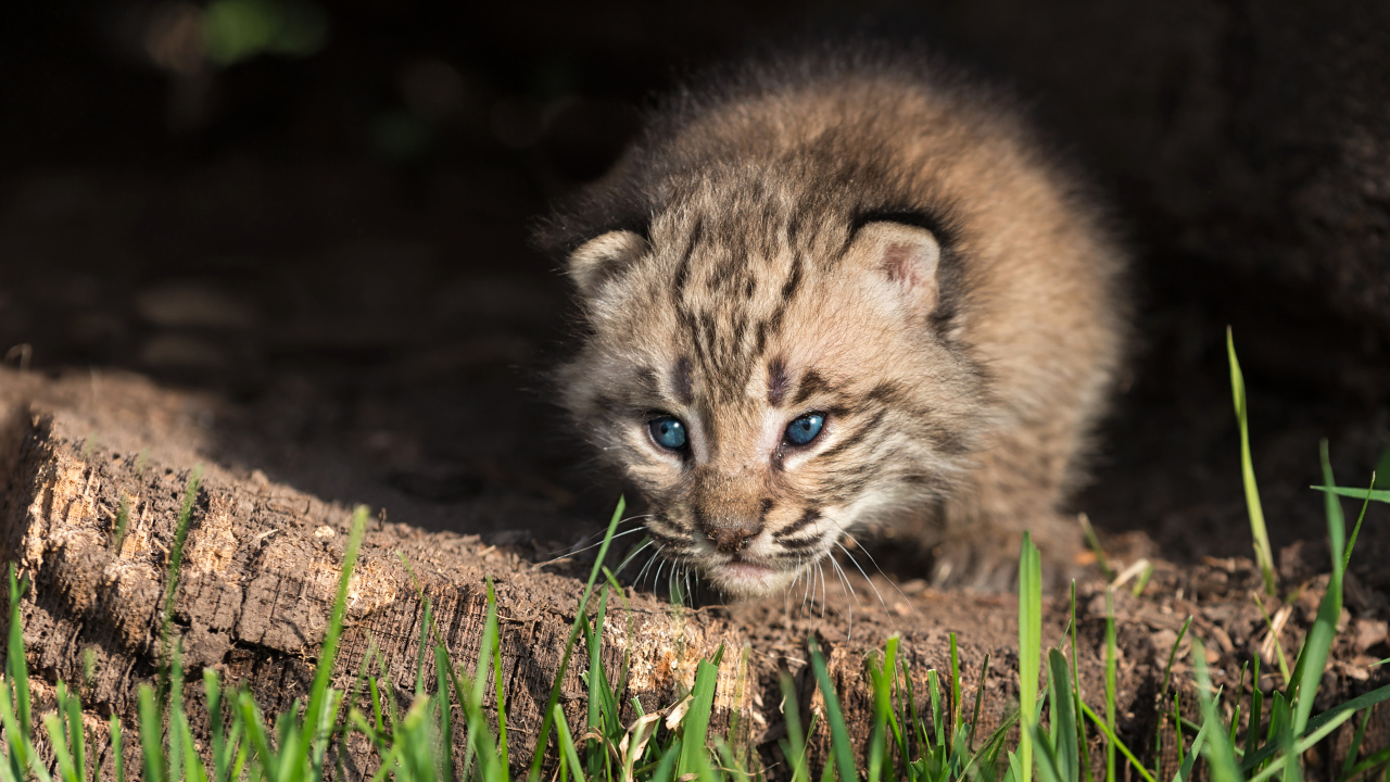 Маленький детеныш рыси крупным планом