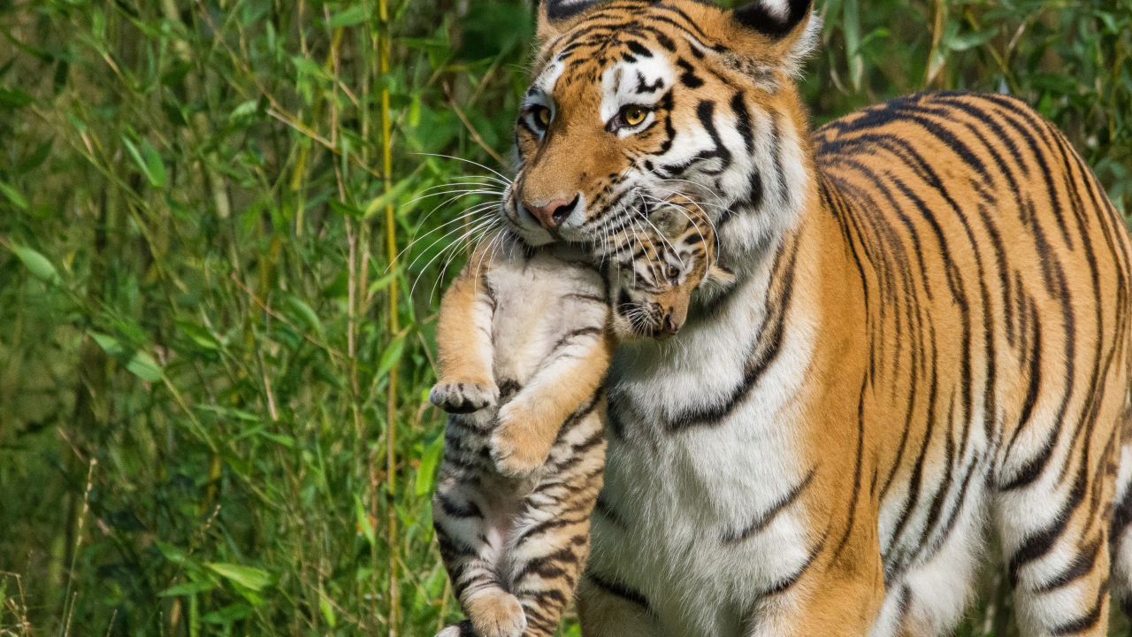 Мама тигрица несет детеныша в зубах