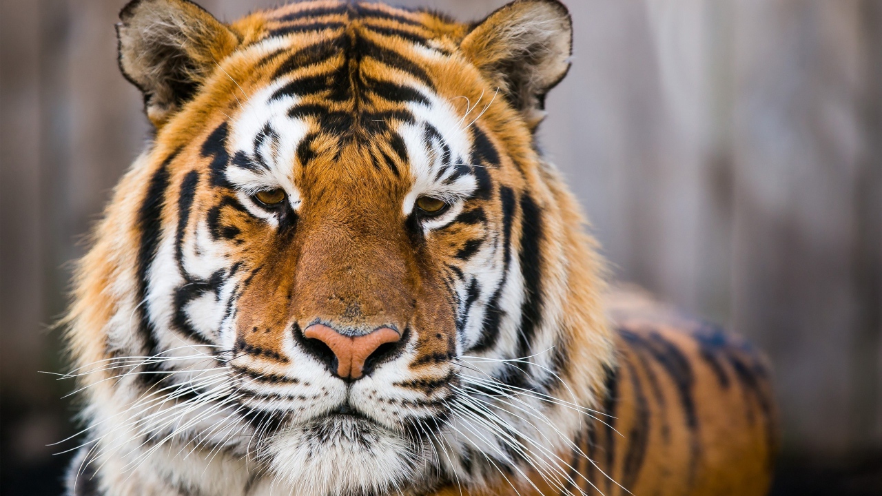 Морда грустного тигра  