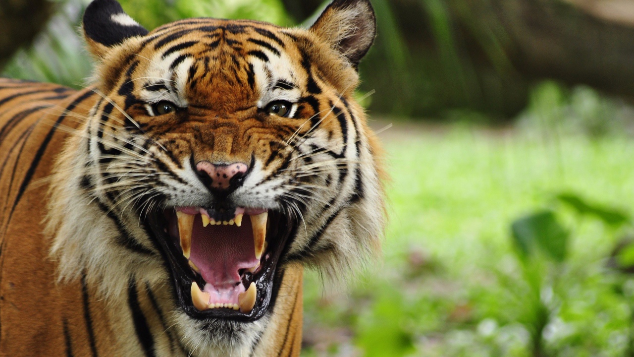 Грозный рычащий большой тигр 