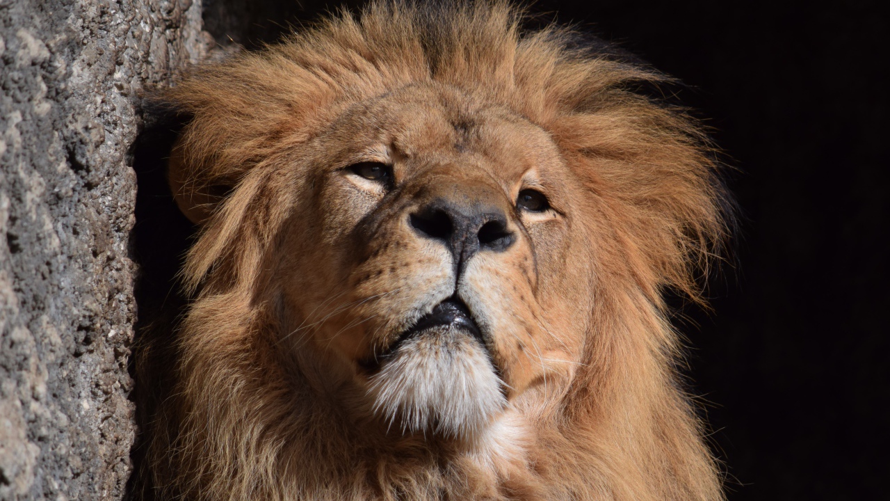 Морда большого серьезного льва