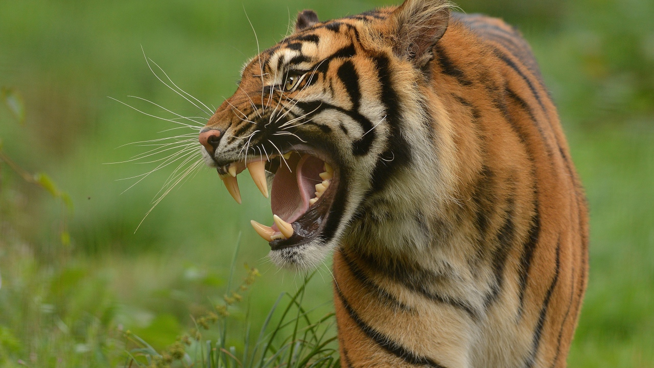 Тигр с грозным оскалом идет по зеленой траве