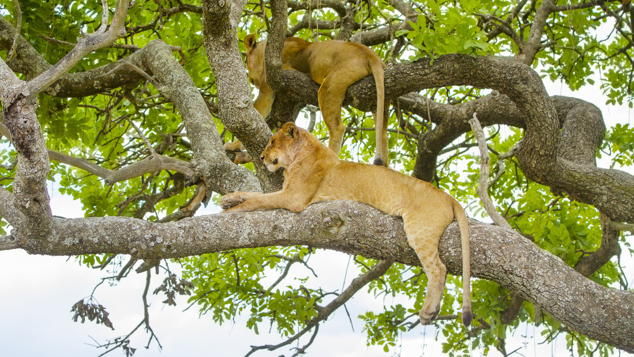 Две красивые львицы лежат на ветках дерева
