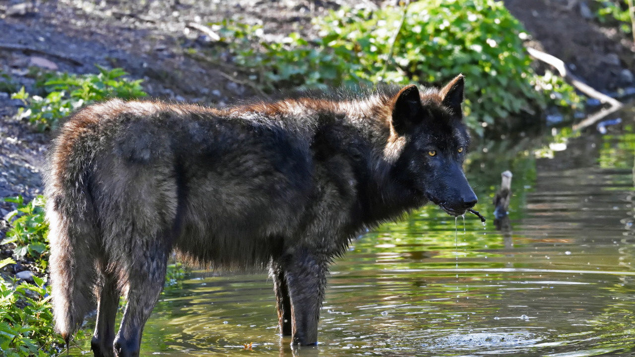 Большой черный волк стоит в воде