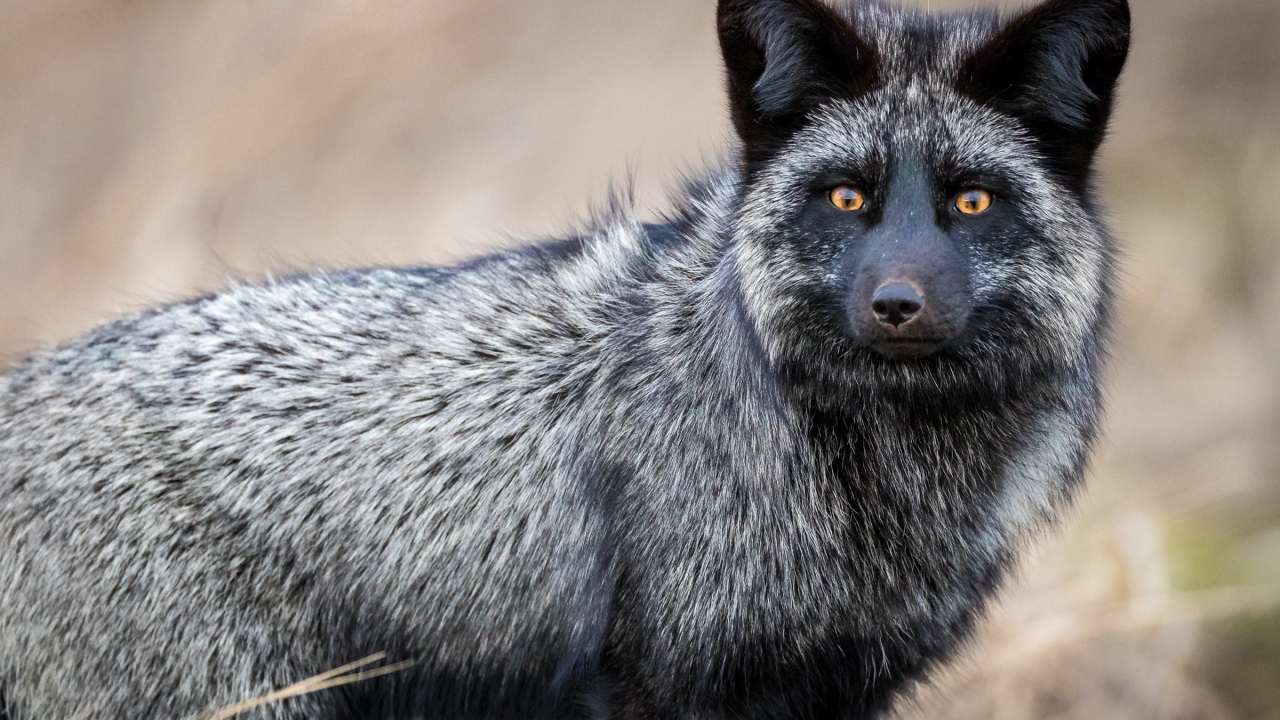 Beautiful fox fox with yellow eyes