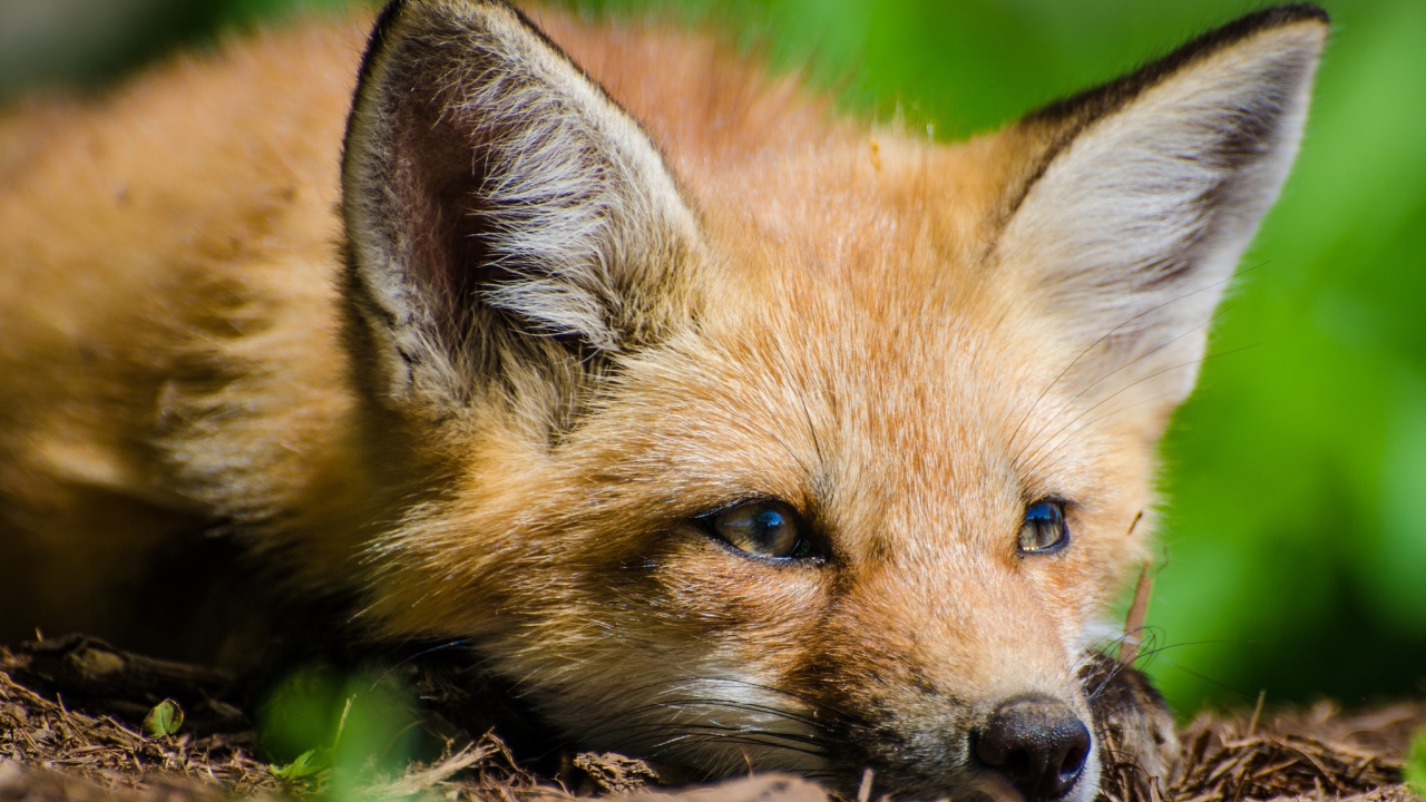 Лиса с грустной мордой лежит на сухой траве