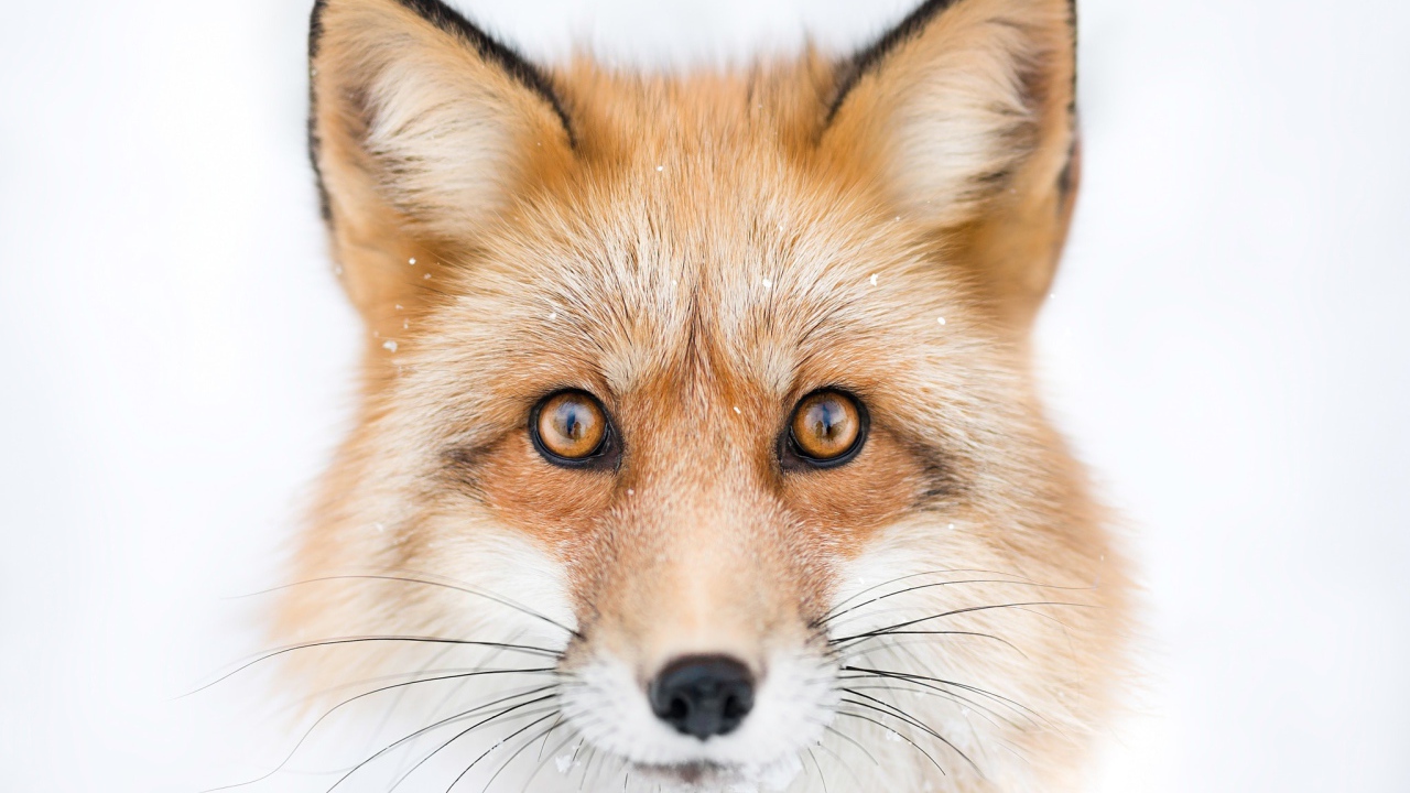 Морда рыжей лисы с большими черными усами