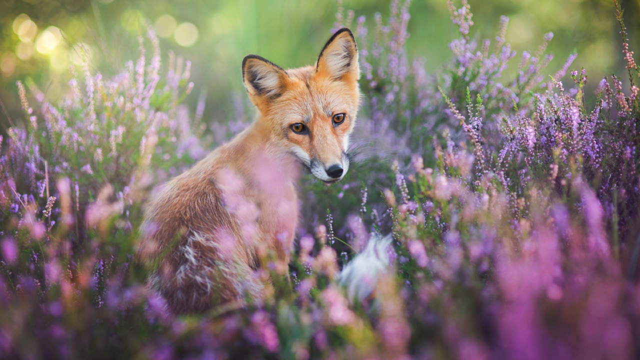 Рыжая лиса в сиреневых цветах 
