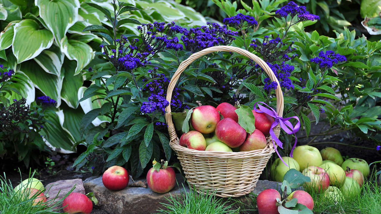 Яблоки в корзине рядом с синими садовыми цветами