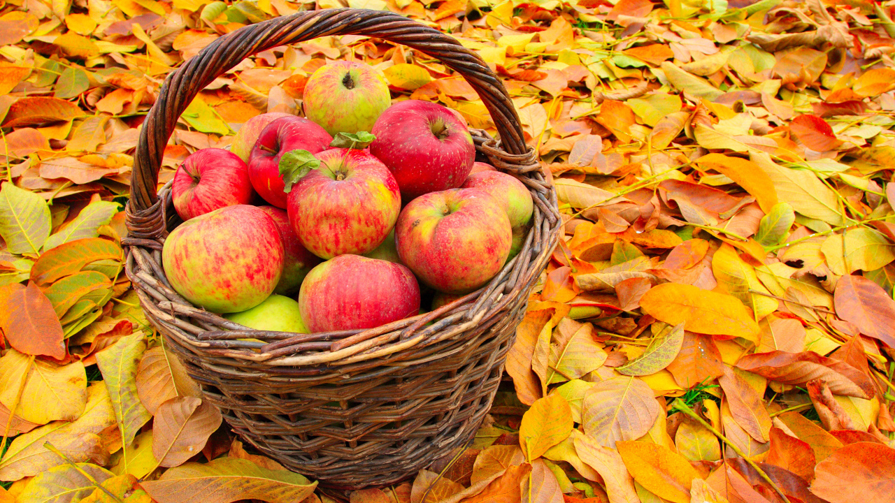 Корзина красивых красных яблок стоит на желтой опавшей листве осенью