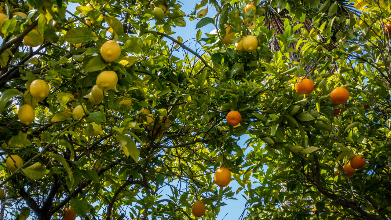 Деревья со спелыми апельсинами и лимонами