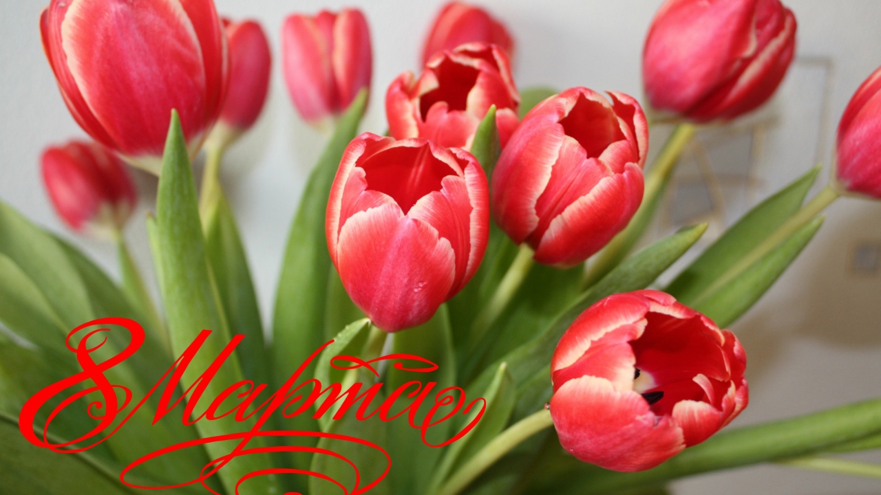 Букет тюльпанов для любимой на 8 марта