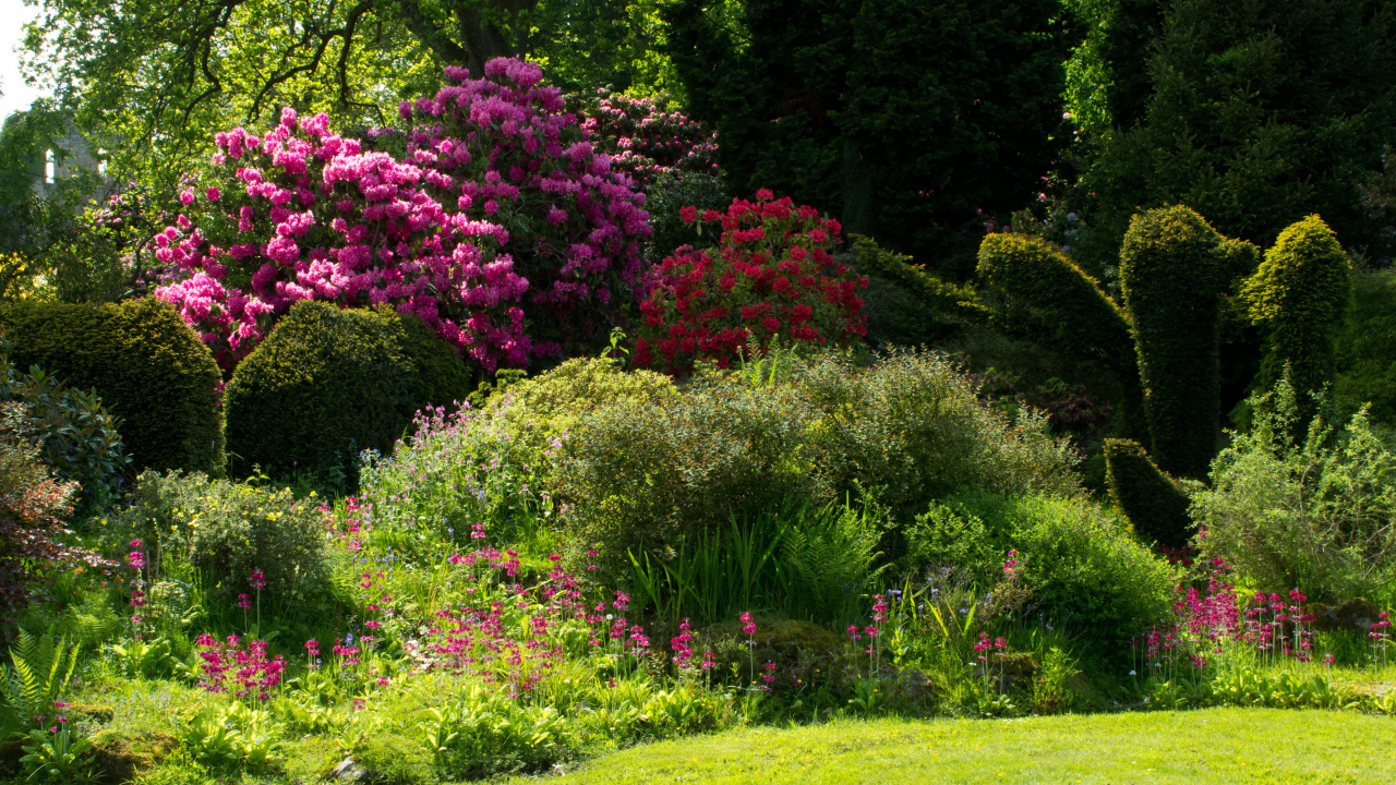 Красивые цветущие кусты роз в парке 
