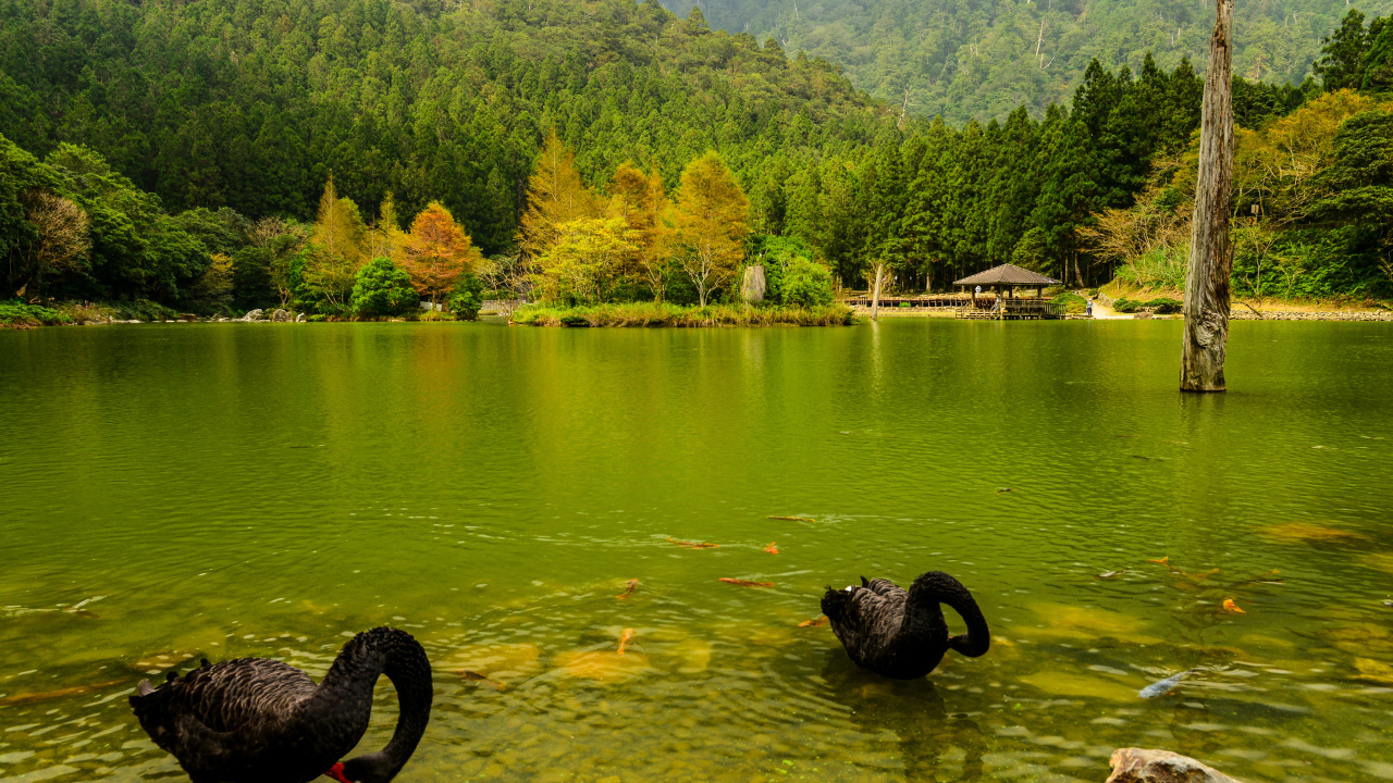 Черные лебеди в пруду на фоне красивого зеленого леса, Япония