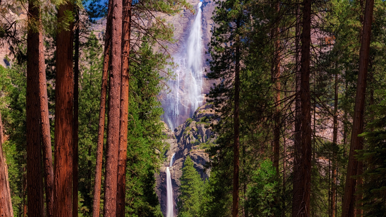 Высокие зеленые сосны на фоне утеса с водопадом