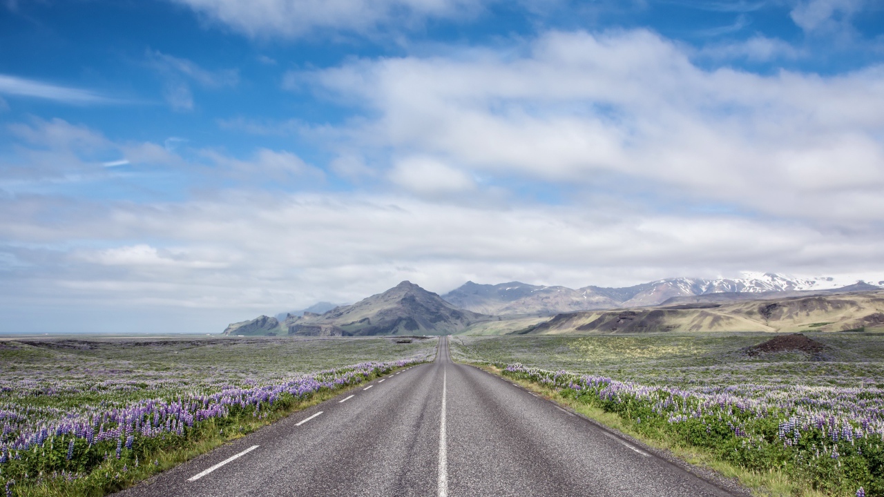 Цветы люпины у дороги под красивым небом