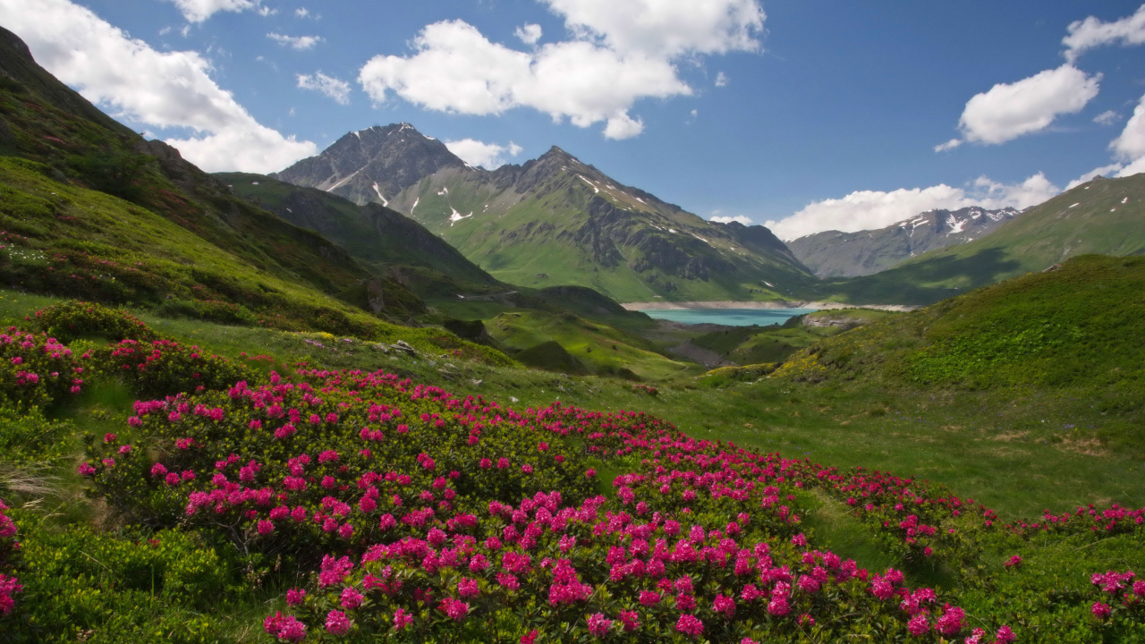 Розовые цветы рододендрон на фоне покрытых зеленью гор