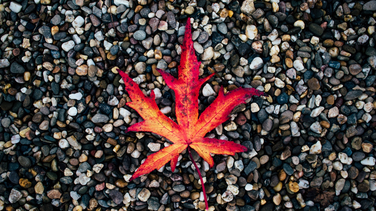 Опавший желтый лист лежит на мелких камнях